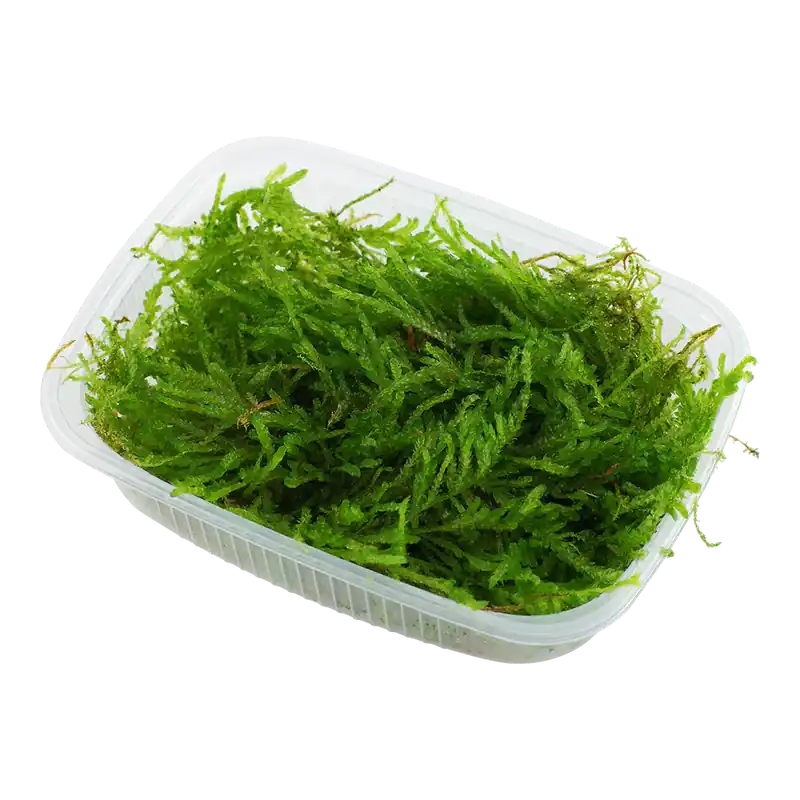 Vesicularia ferriei 'Weeping Moss' Portion Kracherpreis