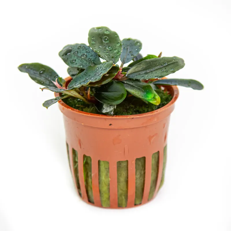 Bucephalandra sordidula 'Blue' Preiswert