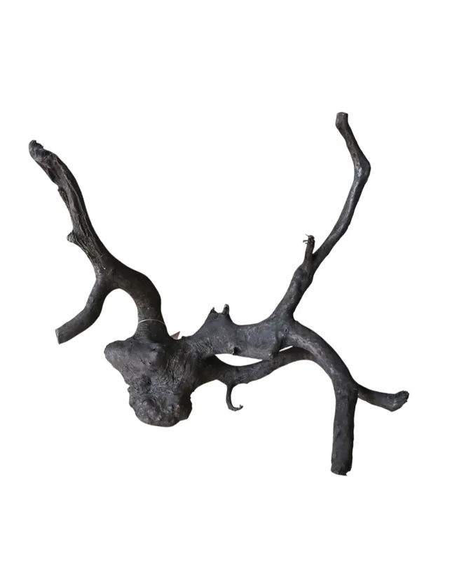 Beliebt Schwarze Moorwurzel M (25-30 cm) Nr. 936
