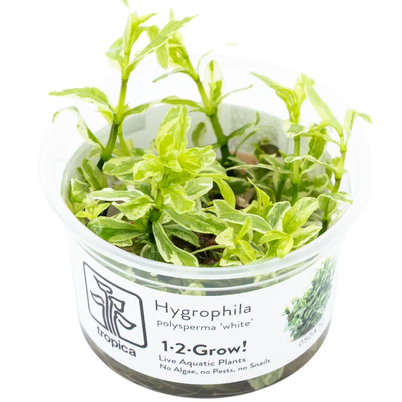 Günstig Hygrophila polysperma 'White'