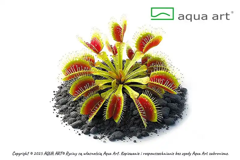 Dionaea muscipula 'Red Green' Angebot