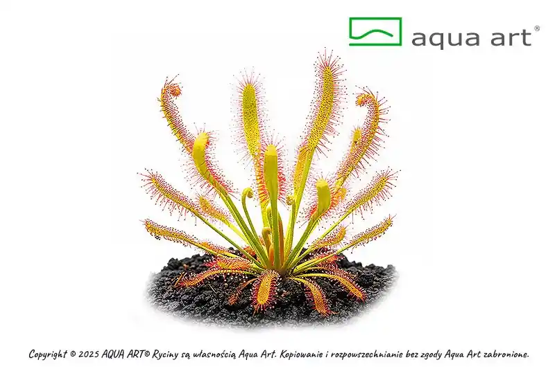 Highlight Drosera capensis