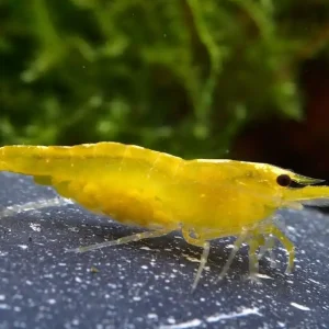 Versand Am Gleichen Tag Yellow Fire Garnele (DNZ)