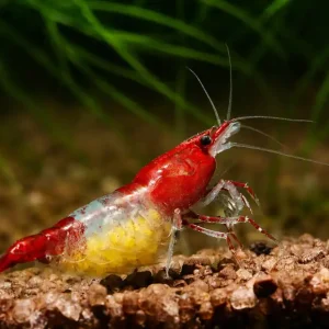 Echt Red Rili Sakura Garnele Red Rili - Deutsche Nachzucht