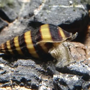 Begrenztes Angebot Raubschnecke Clea helena | Der natürliche Schneckenfresser fürs Aquarium