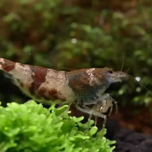 Hummelgarnele - Caridina breviata Hummelgarnele - Import-Garnelen Expressversand