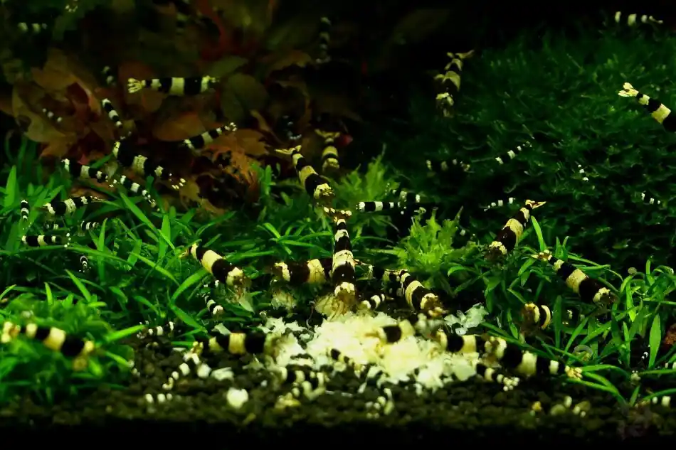Jetzt Kaufen Black Bee Garnele A/S