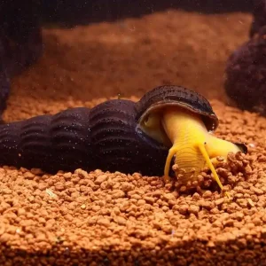 Direktkauf Orange Felsenschnecke (Tylomelania sp.) | Riese aus Sulawesi