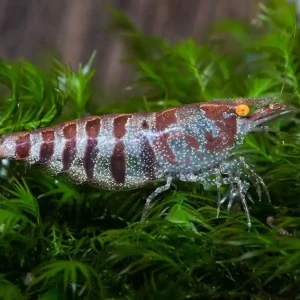 Sonderangebot Caridina cf. babaulti var. Stripes