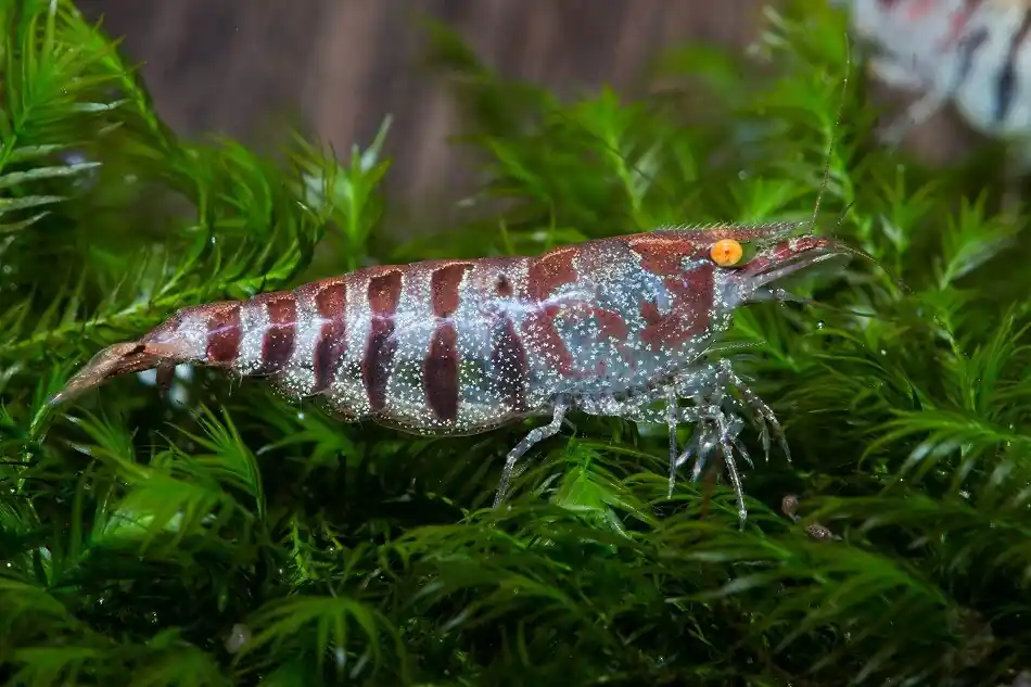 Sonderangebot Caridina cf. babaulti var. Stripes