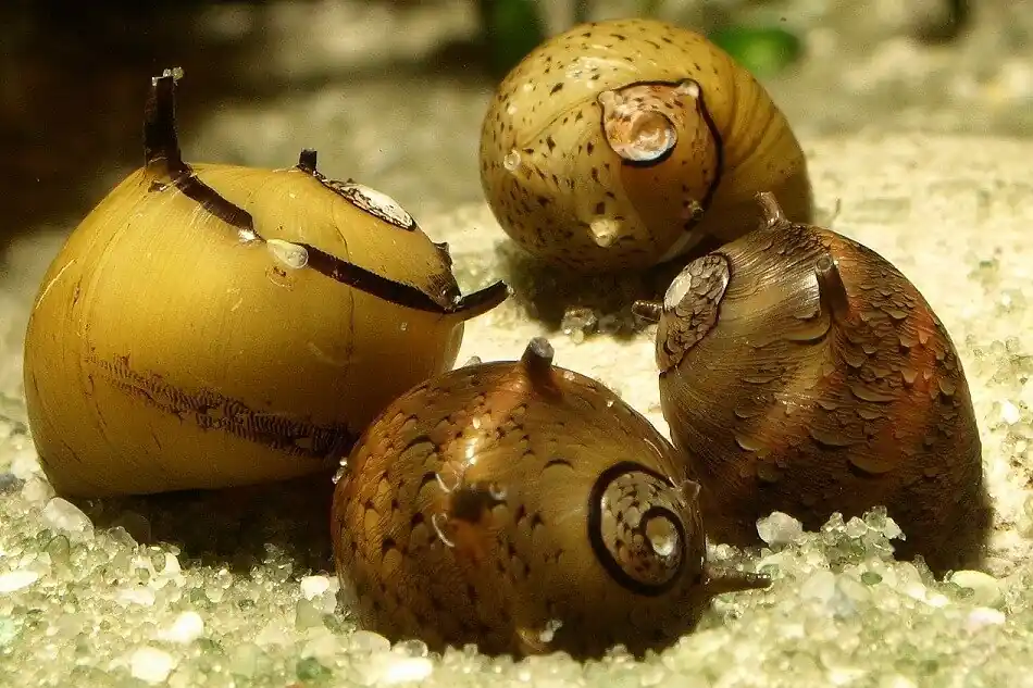 Bunte Hörnchenschnecke (Clithon sowerbyana) | Algenfresser ohne Vermehrung Schnäppchen