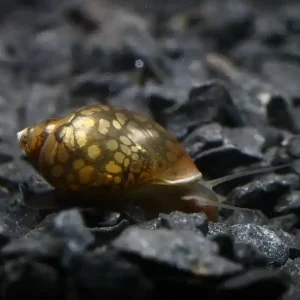 Quellblasenschnecke Physa fontinalis (DNZ) | Der flinke Resteverwerter Highlight