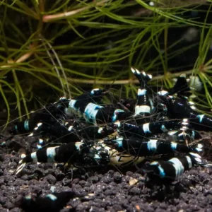 Preisreduziert Taiwan Bee schwarz - verschiedene Zeichnungen Taiwan Bee "schwarz gemischt"