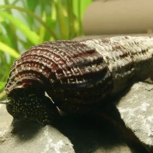 Neu Weiße Perlhuhn-Turmdeckelschnecke | Tylomelania patriarchalis | Majestätische Sulawesi-Art