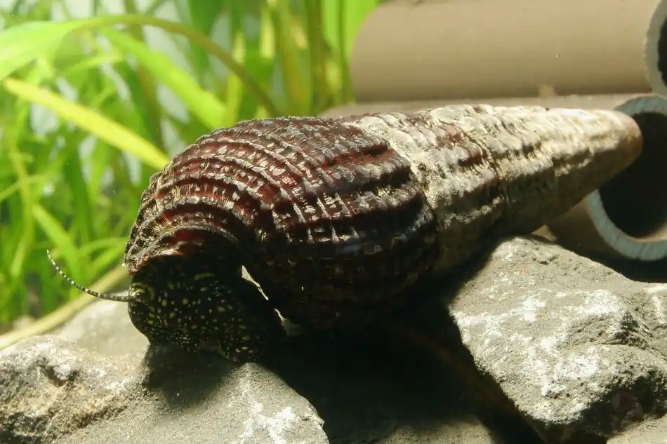 Neu Weiße Perlhuhn-Turmdeckelschnecke | Tylomelania patriarchalis | Majestätische Sulawesi-Art