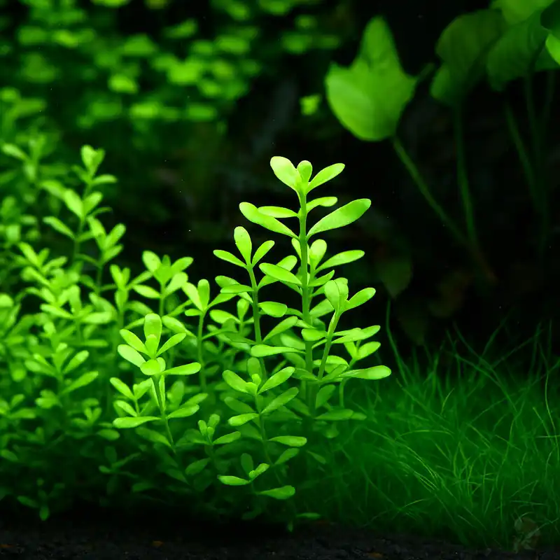 Solange Der Vorrat Reicht Bacopa monnieri 'Compact' im Topf