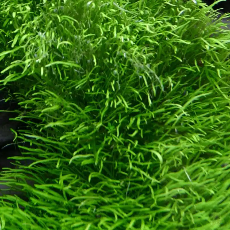 Schneller Versand Utricularia graminifolia 1-2-GROW!