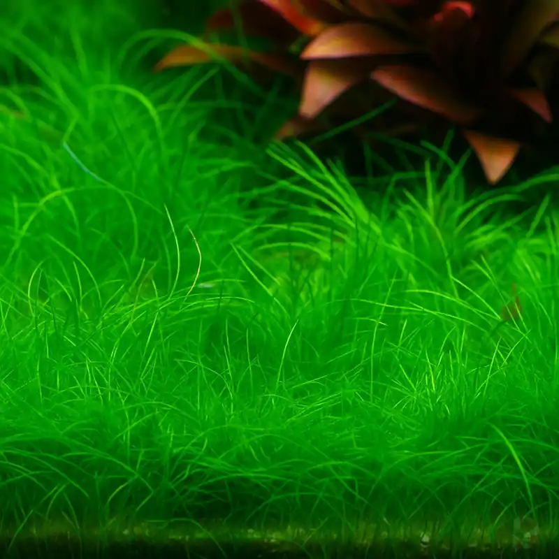 Wochenendangebot Eleocharis pusilla 'Mini' 1-2-GROW!