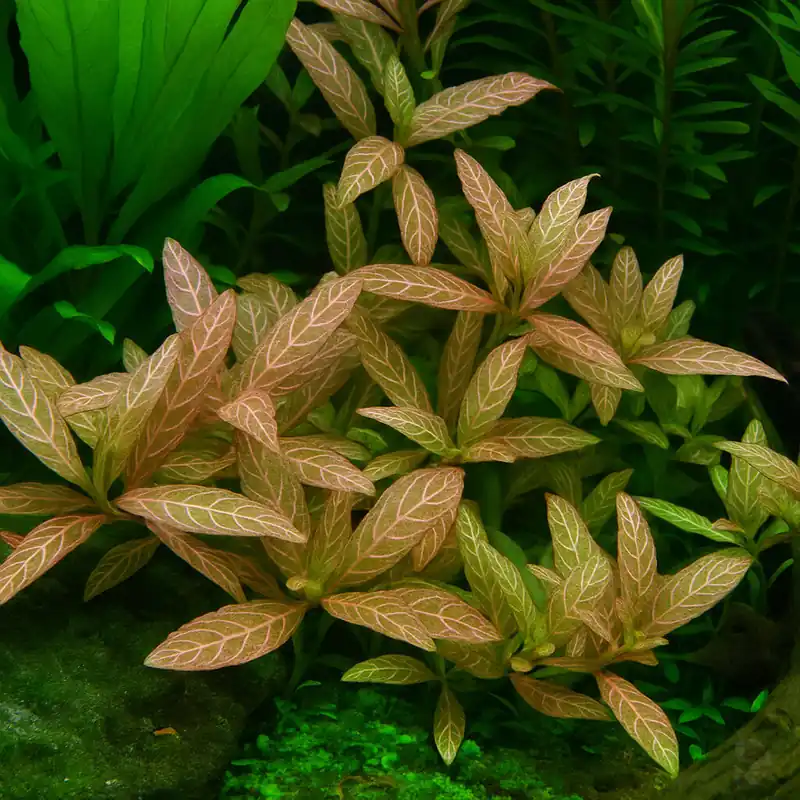 Hygrophila polysperma "Rosanervig" im Topf Kracherpreis