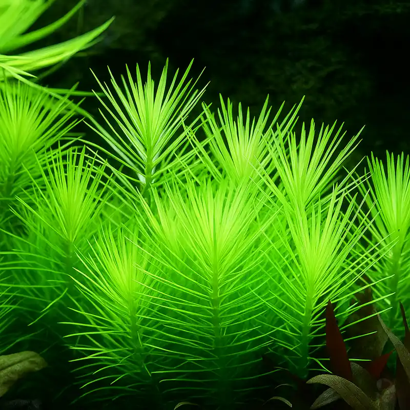 Günstig Pogostemon deccanensis 1-2-GROW!