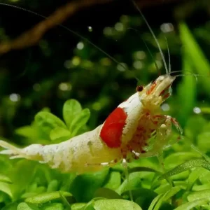 Preiswert Red Bee Mosura Garnele (DNZ)