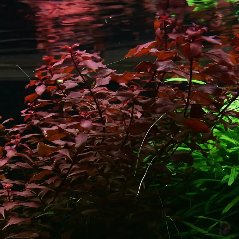 Jetzt Kaufen Ludwigia palustris 'Super Red' im Topf