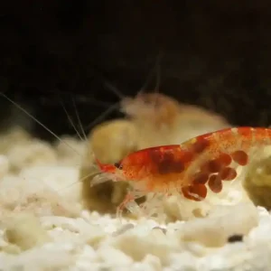 Rote Hawaiigarnele - Halocaridina rubra (DNZ) Neuheit