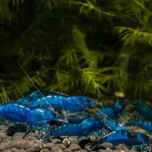 Blue Diamond Zwerggarnele (DNZ) Solange Der Vorrat Reicht