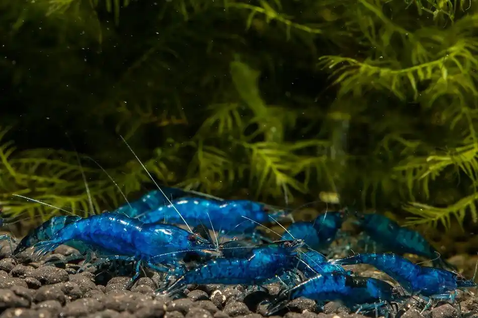 Blue Diamond Zwerggarnele (DNZ) Solange Der Vorrat Reicht