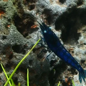 Sofort Bestellen Royal Blue Tiger OE Garnele (DNZ)