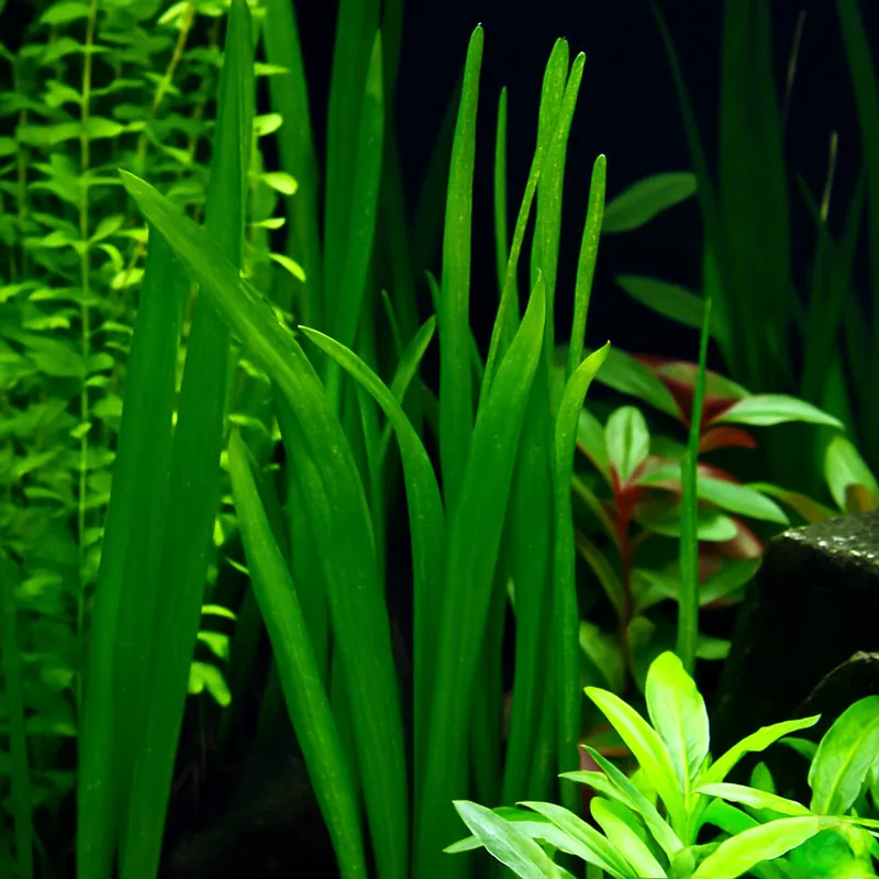 Amerikanische Sumpfschraube (Vallisneria americana 'Natans') | Bund Neu