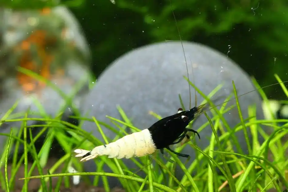 Versand Am Gleichen Tag Pinto Taiwan Bee Black Mix A-S