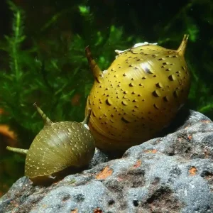Geweihschnecke Rasenmäher | Top Algenfresser & keine Vermehrung Echt