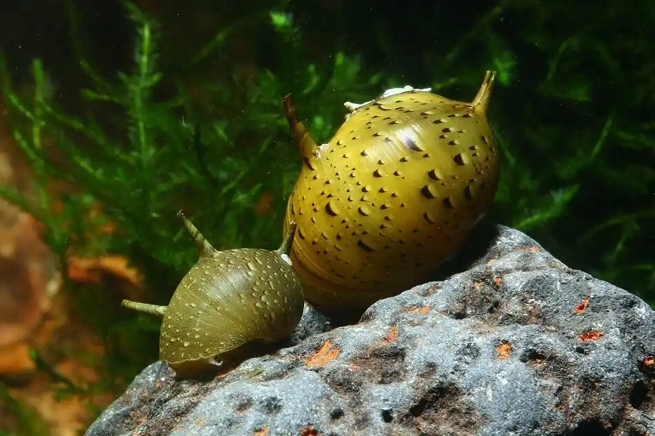 Geweihschnecke Rasenmäher | Top Algenfresser & keine Vermehrung Echt