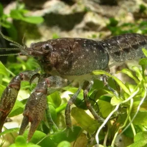 Highlight Cambarellus sp. Alabama Männchen DNZ | gezielt männlich | aktiver Zwergflusskrebs Männchen