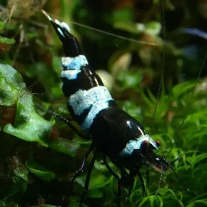 Versand Am Gleichen Tag Taiwan Bee Panda Garnele