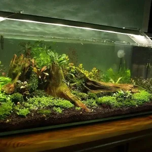 Jetzt Bestellen GT Bonsai Shrimp Square 45 x 24 x 16 cm - 17 Liter, verschiedene Ausführungen GT Bonsai Shrimp Square ohne Abdeckung