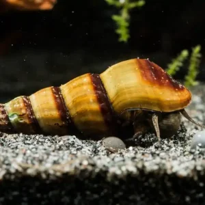 Neue Kollektion Riesen-Turmdeckelschnecke | Brotia herculea | Friedlicher Gigant bis 10 cm | Aktiver Bodenbewohner & Aufwuchsfresser