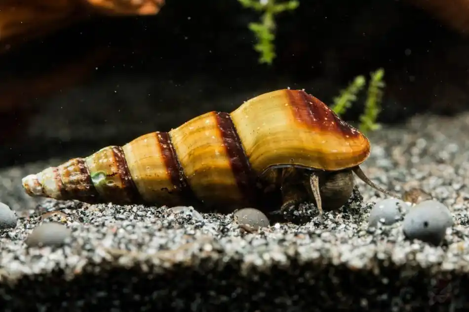 Neue Kollektion Riesen-Turmdeckelschnecke | Brotia herculea | Friedlicher Gigant bis 10 cm | Aktiver Bodenbewohner & Aufwuchsfresser