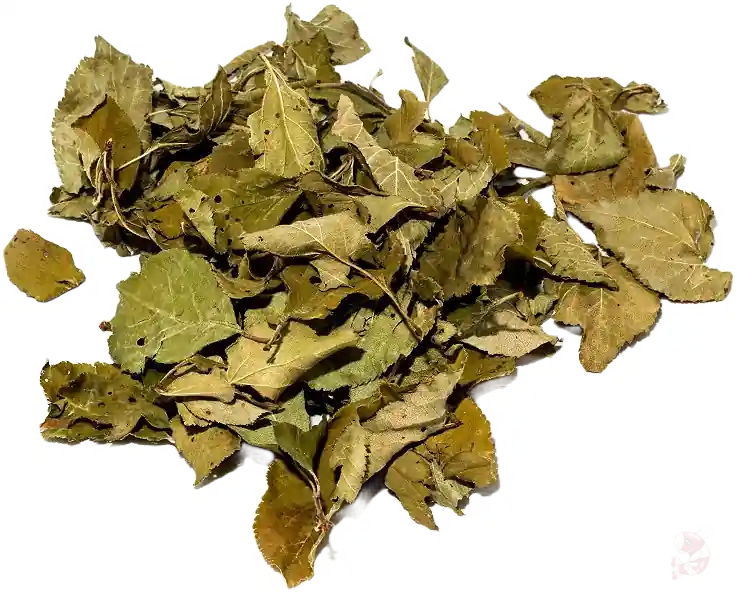 Ausverkauf Pflaumenbaum Laubblätter (grün), 30 Stk. | Naturfutter für Garnelen