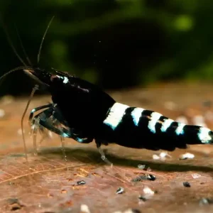 Pinto Taiwan Bee Black Multistripe A-S Garantierte Lieferung