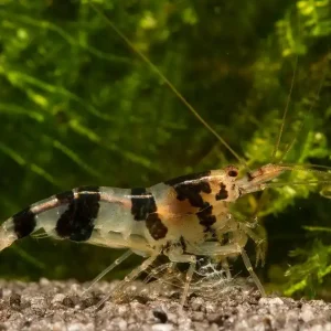Bestseller Raccoon Tiger Garnele (DNZ)