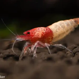 Steel red Tangtaitibee Sonderaktion