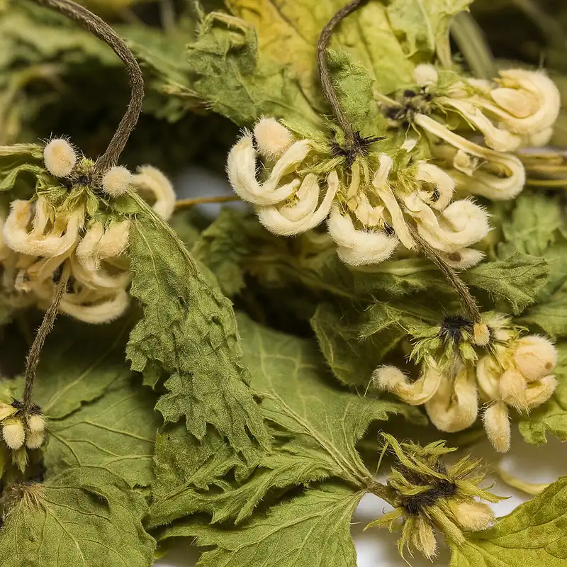 Zertifiziert Weiße Taubnessel, 10 Stk. | Kalzium-Snack für Garnelen