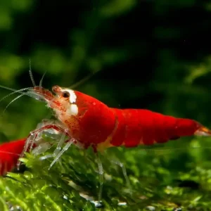 Super Crystal Red Santa Garnele (DNZ) Sale