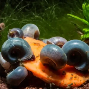 Neu Im Sortiment Blaue Posthornschnecke (PHS) - Premium Zuchtqualität - Aus Quarantäne Haltung (DNZ)
