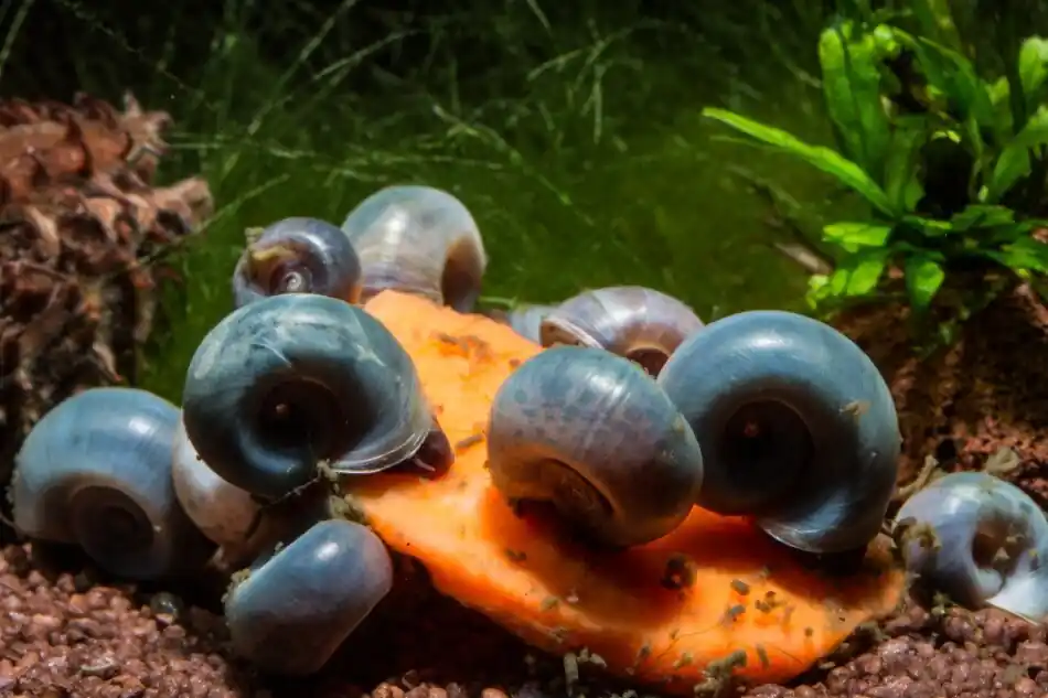 Neu Im Sortiment Blaue Posthornschnecke (PHS) - Premium Zuchtqualität - Aus Quarantäne Haltung (DNZ)