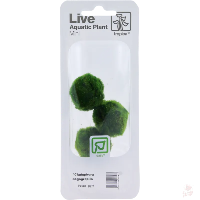 Neue Ware Tropica Mooskugel Mix (Aegagropila linnaei) | 3 Stück