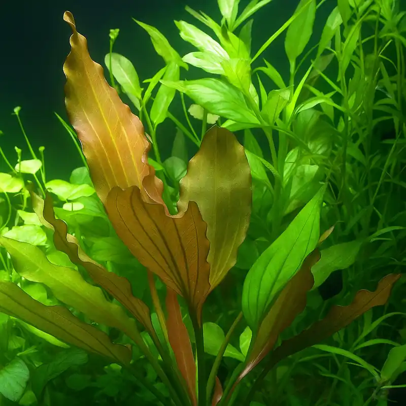 Garantierte Lieferung Echinodorus Rose im Topf