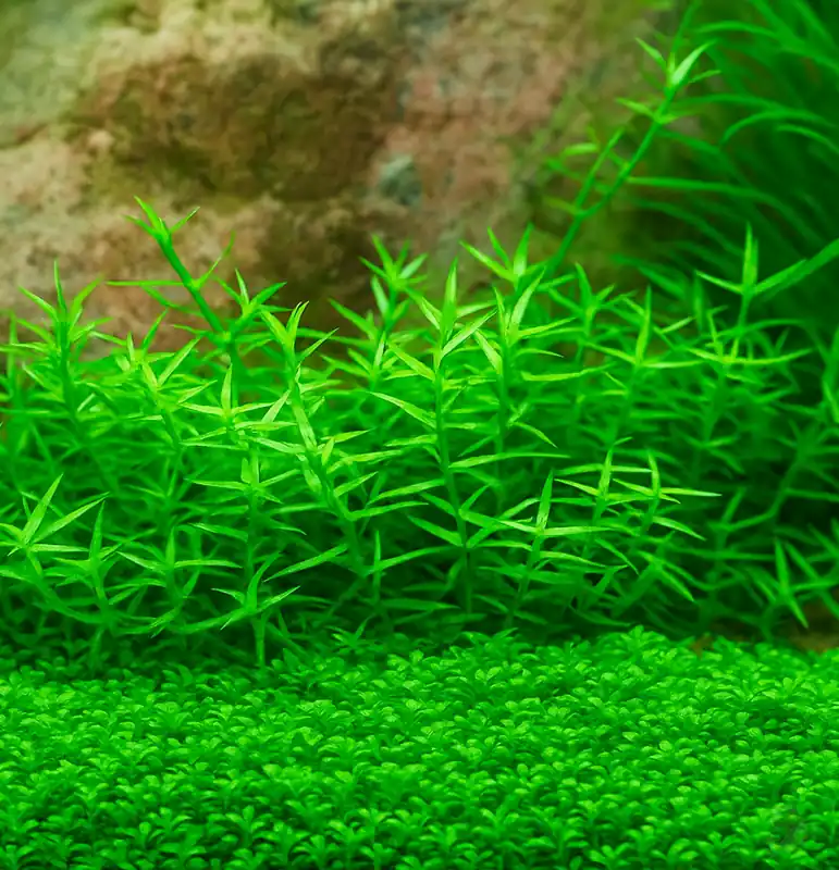 Gratiola viscidula 1-2-GROW! Abverkauf